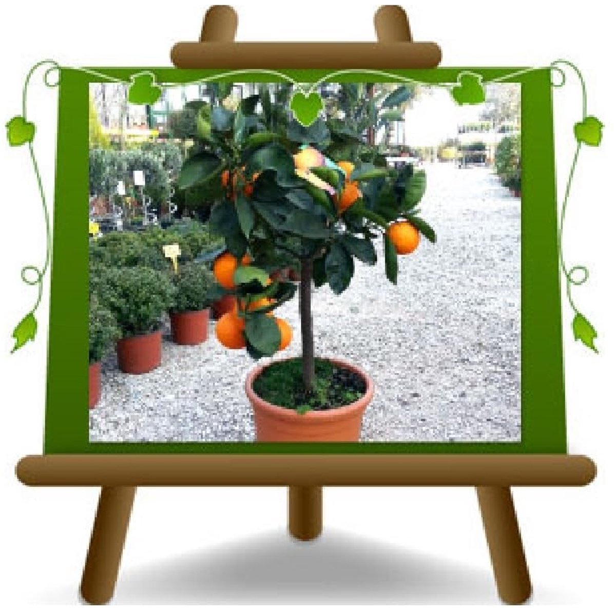 Solidchoice - Navelina Citrusfruit Plant in Pot 35 cm