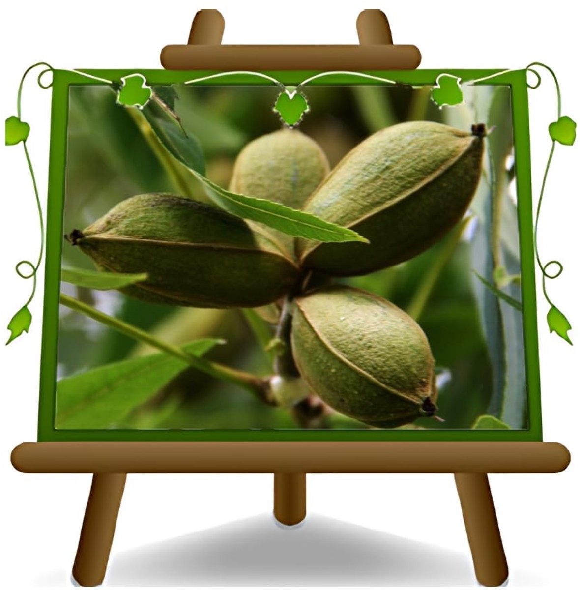 Solidchoice - Pecan Choctaw Fruitplant in Pot 20 x 26 cm