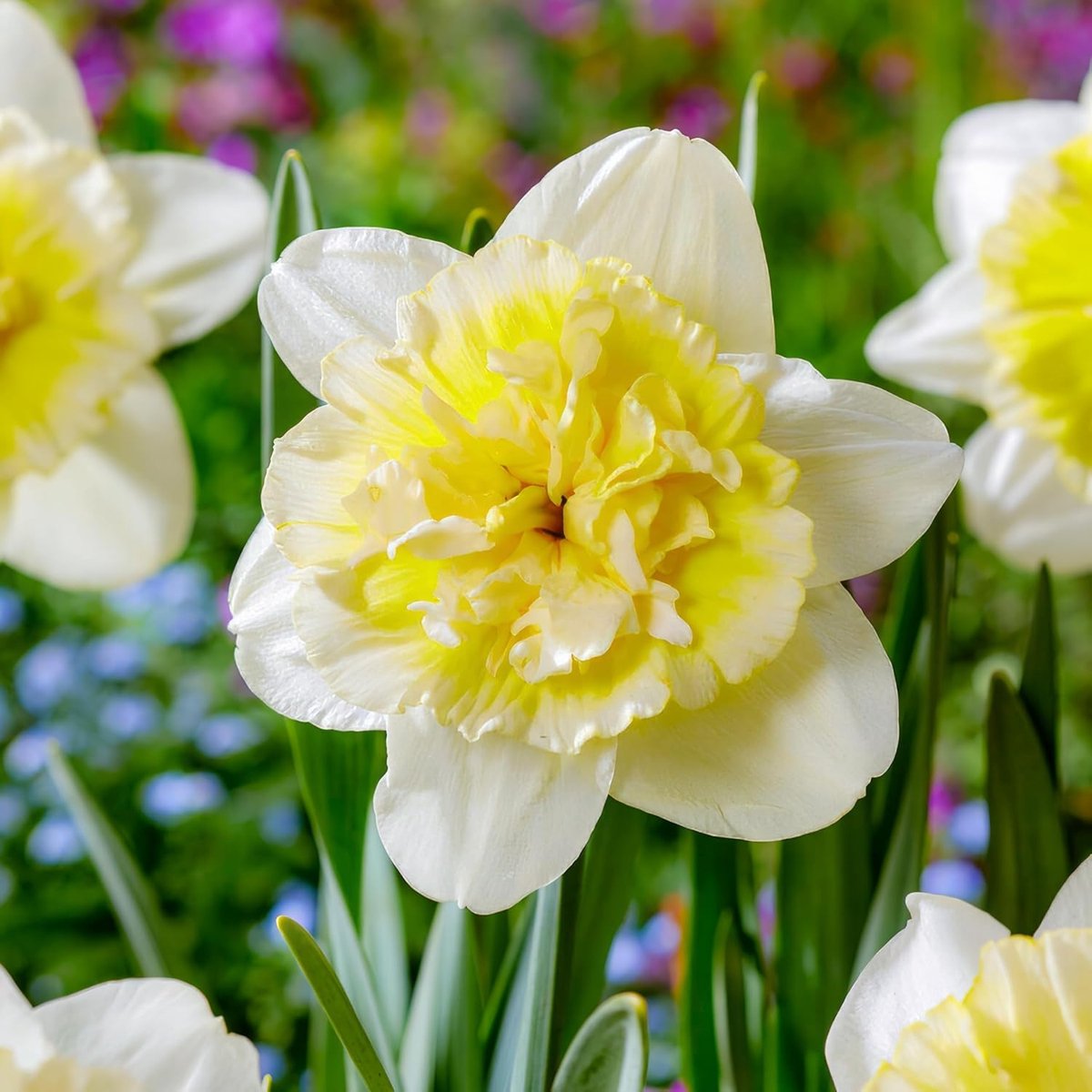 Narcissen Bloembollen Winterhard - Ice King - 25 stuks - Meerkleurig - Bloem Bollen Mix - Paasbloemen Meerjarig