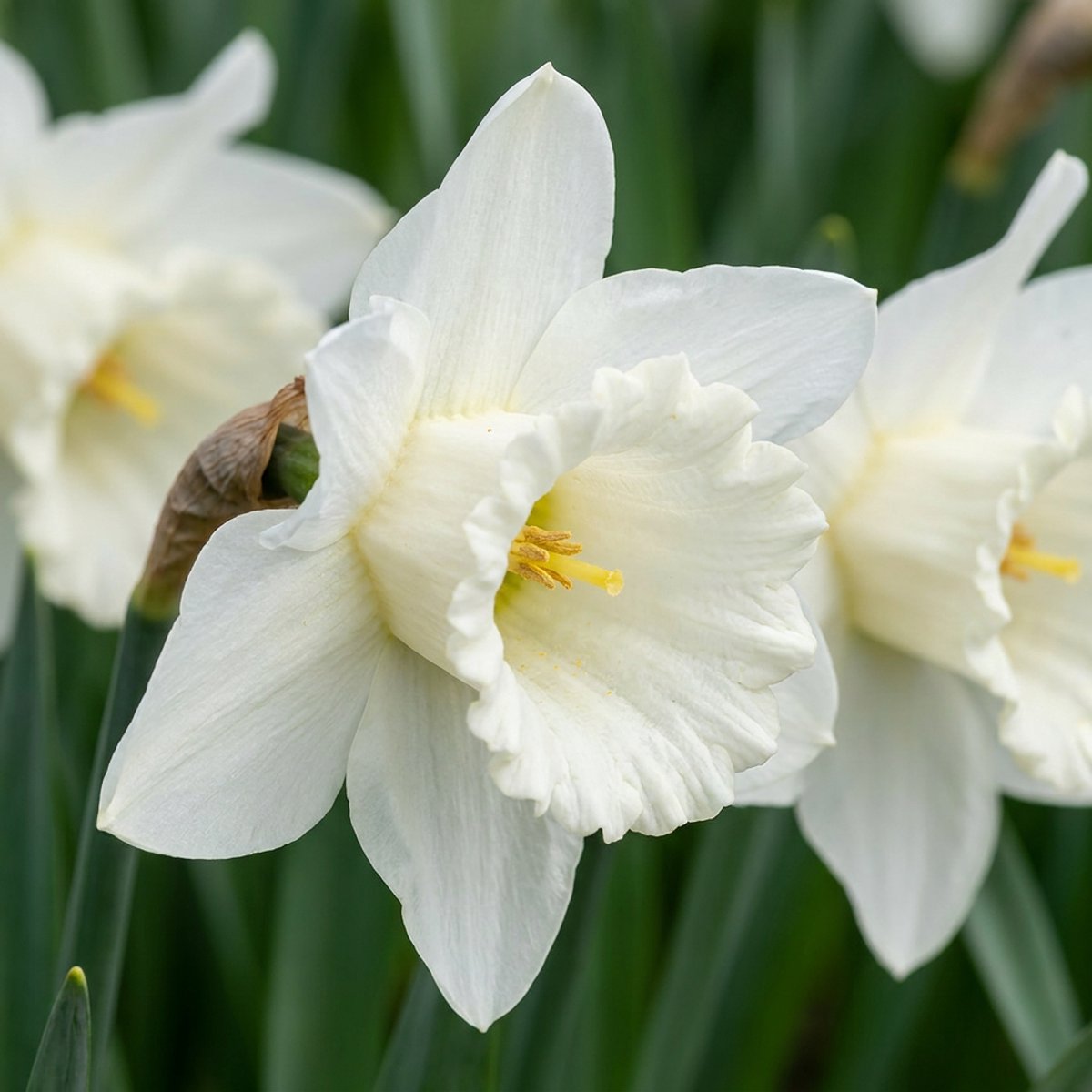 Green boutiQ - 60x Narcissus Mount Hood - Trompetnarcis - Wit - Voorjaarsbloeier - Bolmaat 10/12