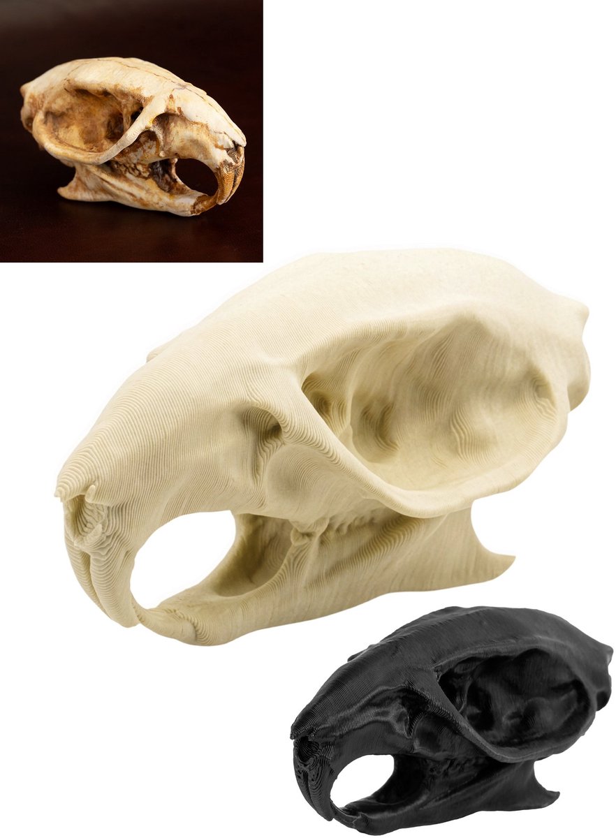 3D-Print Rattenschedel Om Zelf Te Beschilderen (7cm)