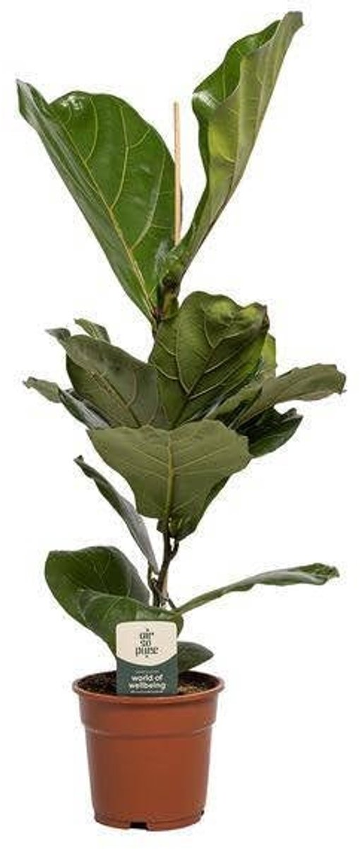 Elzusha - Ficus Lyrata Plant Ø17cm Hoogte 60cm