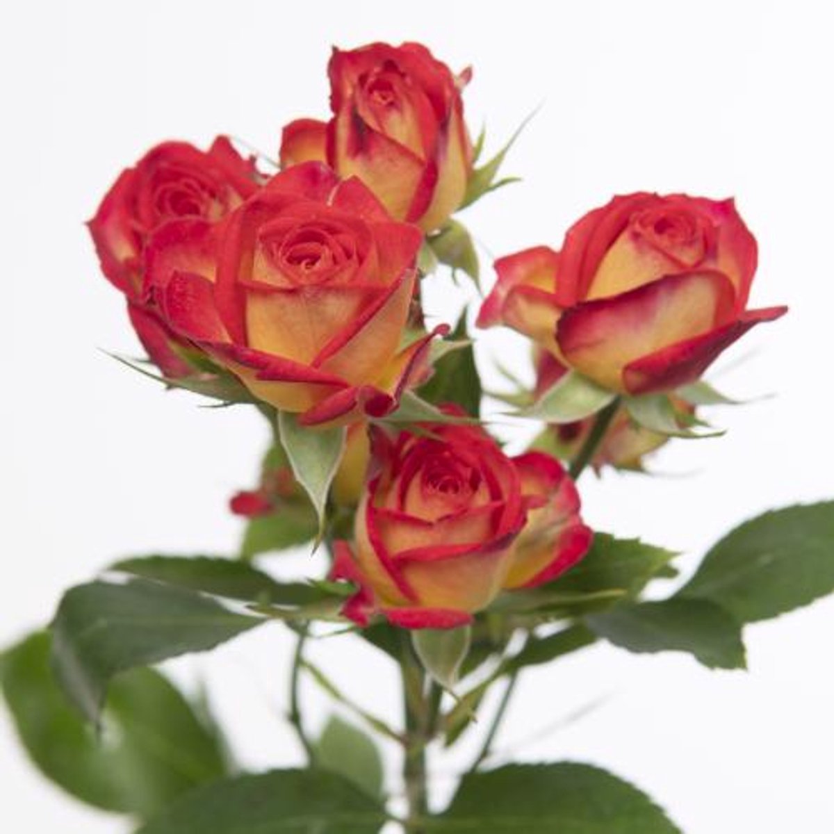 10x Rosa summer dance 40cm