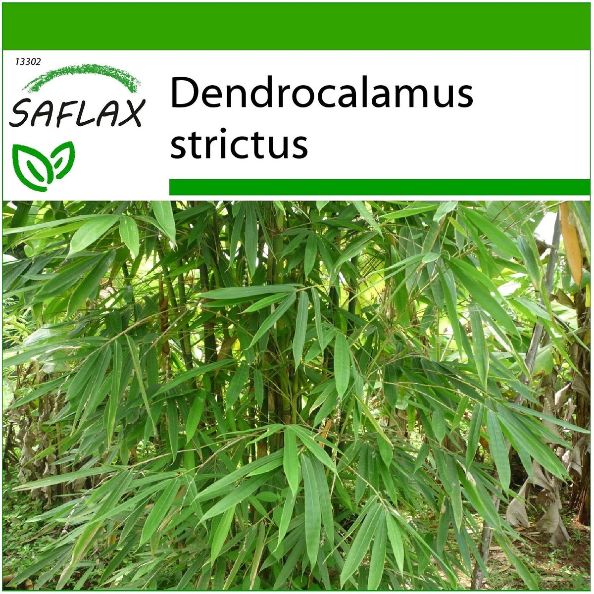 Elzusha - Grassbamboe Dendrocalamus Strictus - 50 Zaden met Potgrond