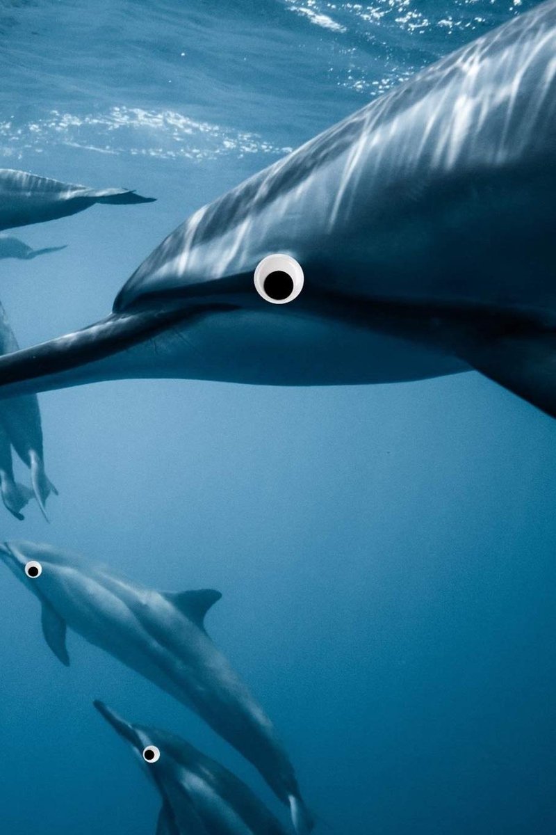 Eye Dolphin Journal: 100-page blank lined journal featuring dolphins with googly eyes