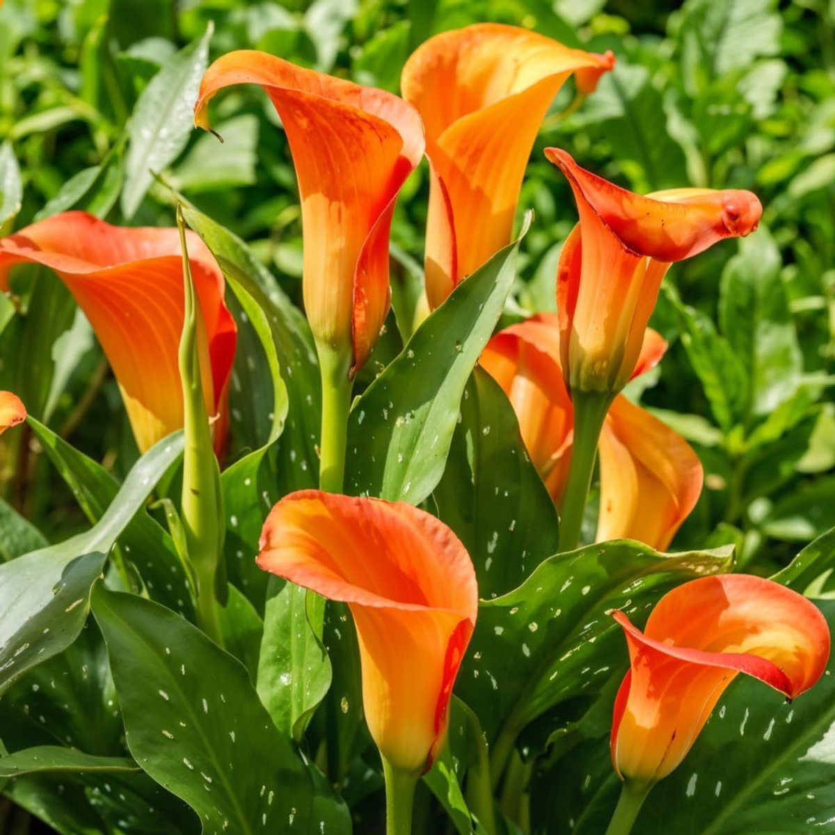 Passion (Oranje) Zantedeschia Calla Leliebollen, 5 echte en grote knollen die meer dan 5 bloemen dragen, ideale tuinplant, bloembollen uit Nederland (geen zaden en niet kunstmatig).