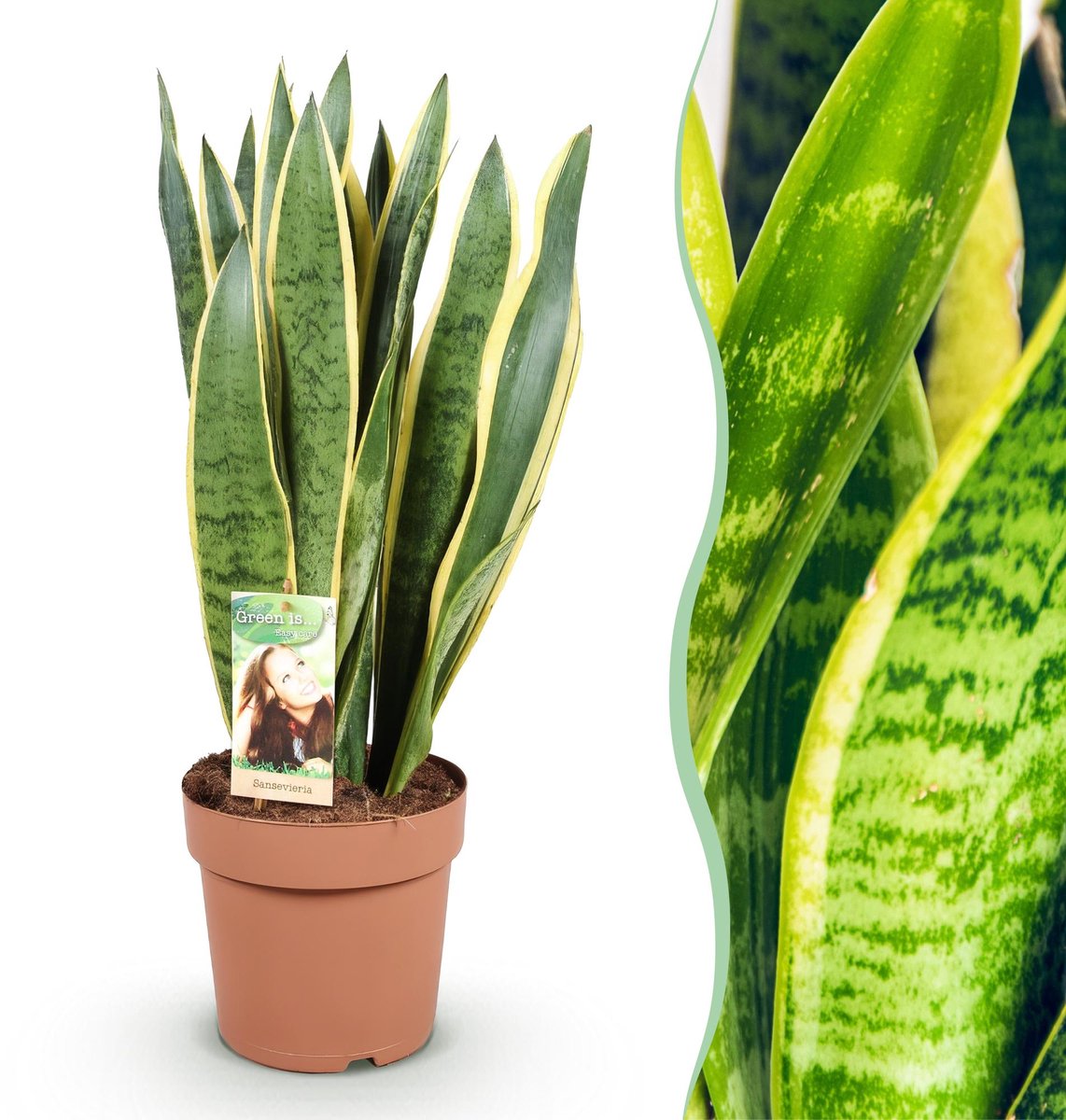 Green is... Kamerplanten - Sansevieria Laurentii - Vrouwentong - Weinig onderhoud - Groen - 1 Plant - Pot 21cm - Hoogte 70-80cm
