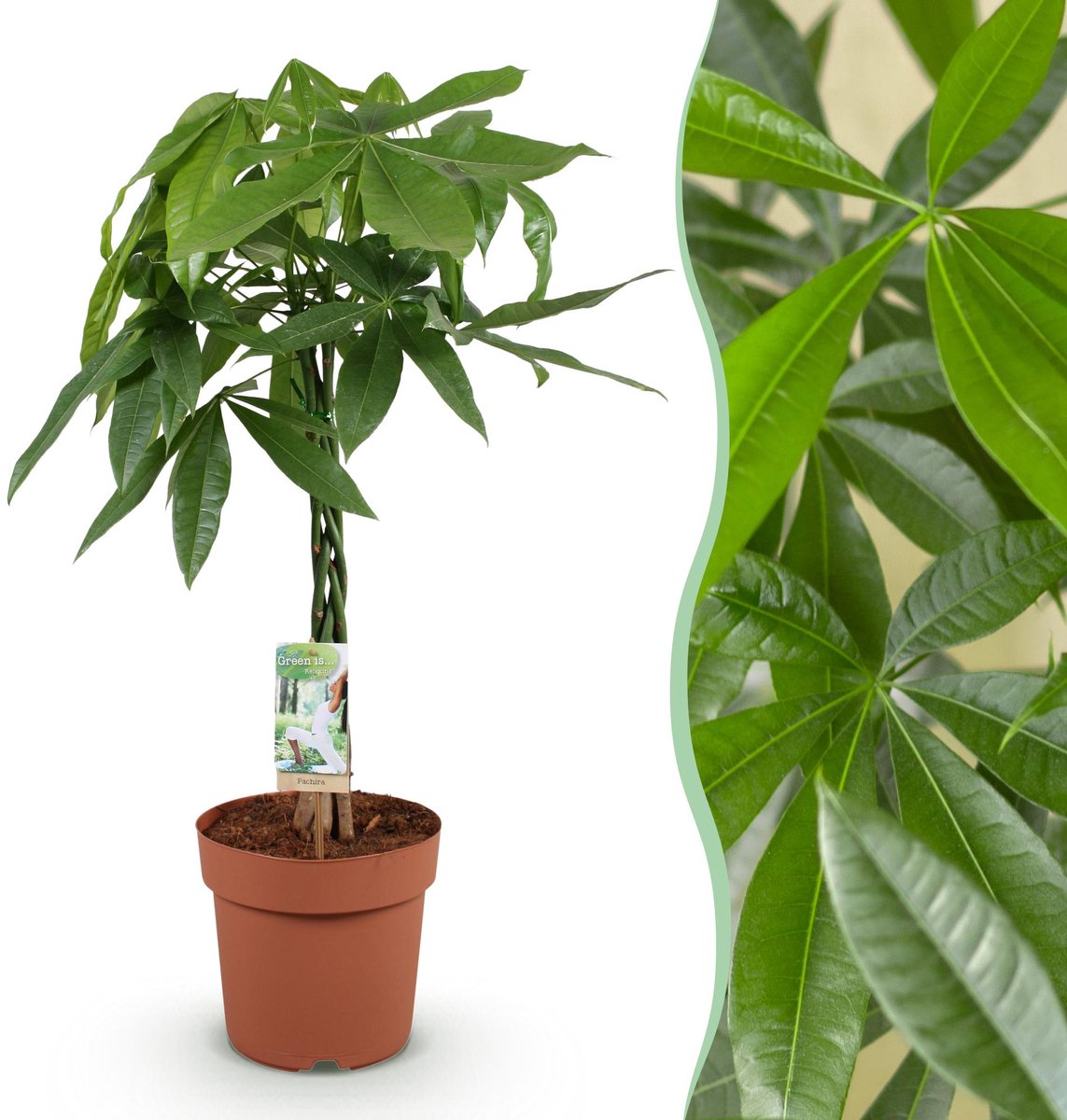 Green is... Kamerplanten - Pachira Aquatica gevlochten stam - Geldboom - Weinig onderhoud - Groen - 1 Plant - Pot 21cm - Hoogte 80-90cm