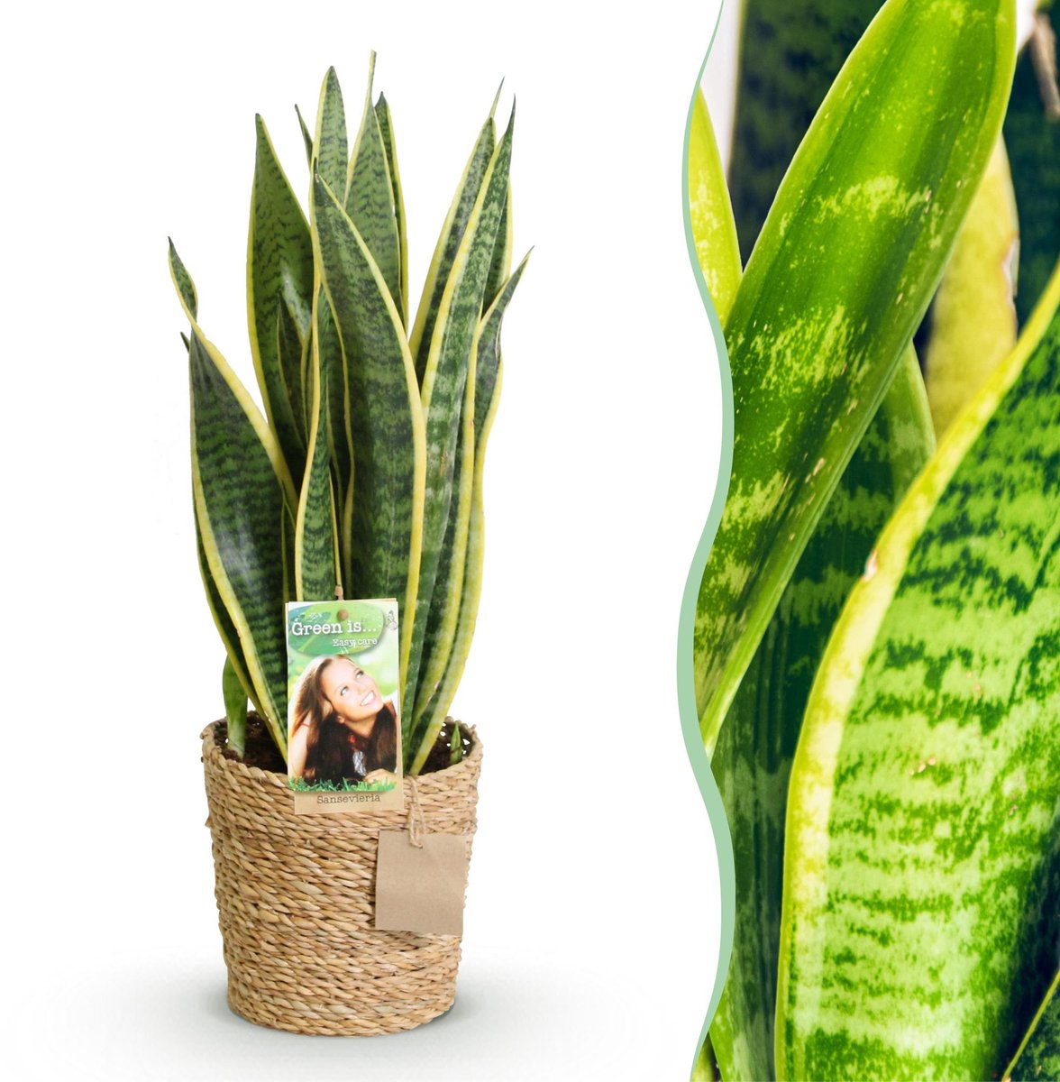 Green is... Kamerplanten - Sansevieria Laurentii - Vrouwentong - Weinig onderhoud - met mand - Groen - 1 Plant - Pot 17cm - Hoogte 60-70cm