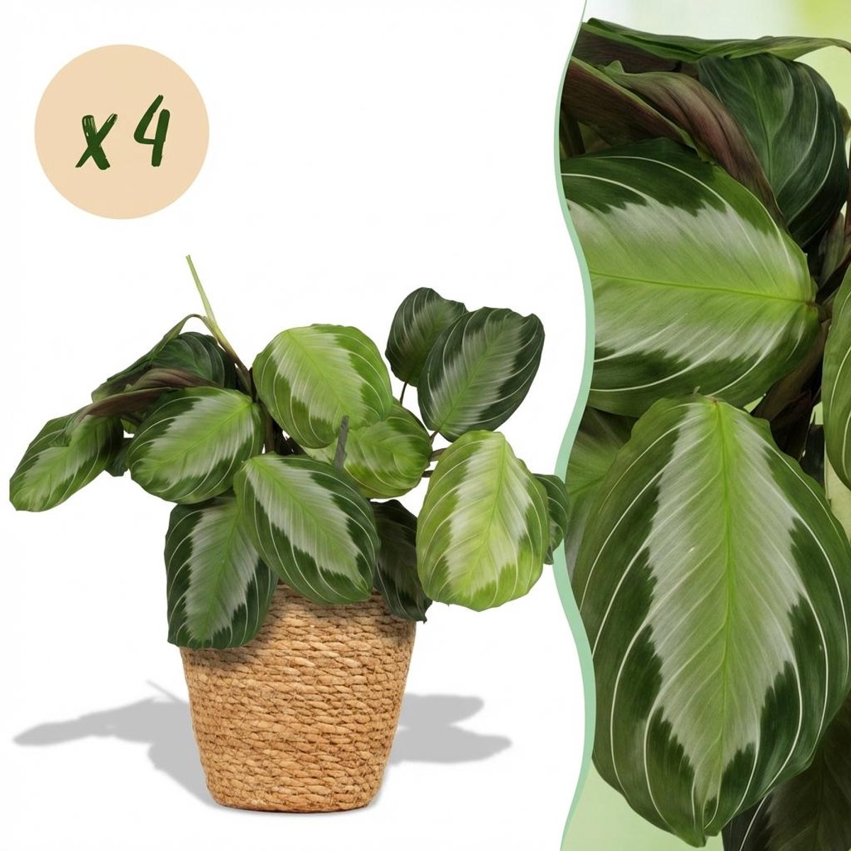 Kamerplant - Maranta Fascinator Silverband - Gebedsplant - Huisdiervriendelijke Plant - Groen - 4 Planten - met Mand - Pot 12cm - Hoogte 25cm