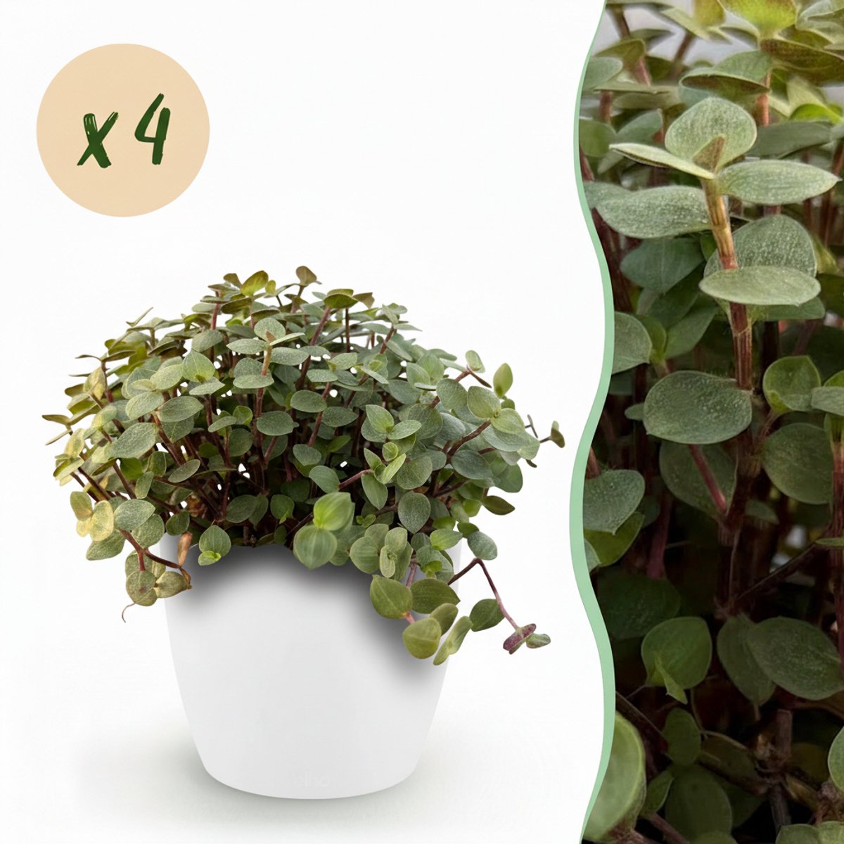 Kamerplant - Calissia repens - Kattengras - Huisdiervriendelijk - Groen - 4 Planten - met Potter Wit - Pot 12cm - Hoogte 17-20cm