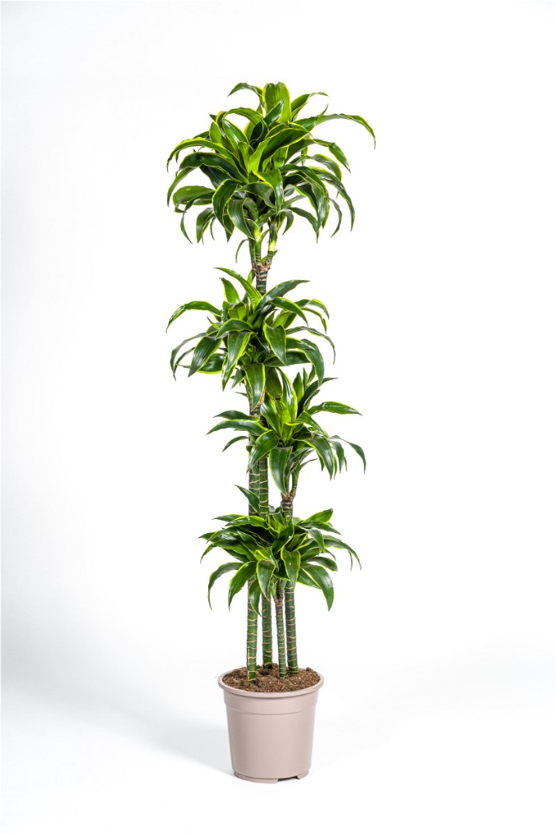 Dracaena Deremensis Dorado Ø27cm - 170 - 190cm