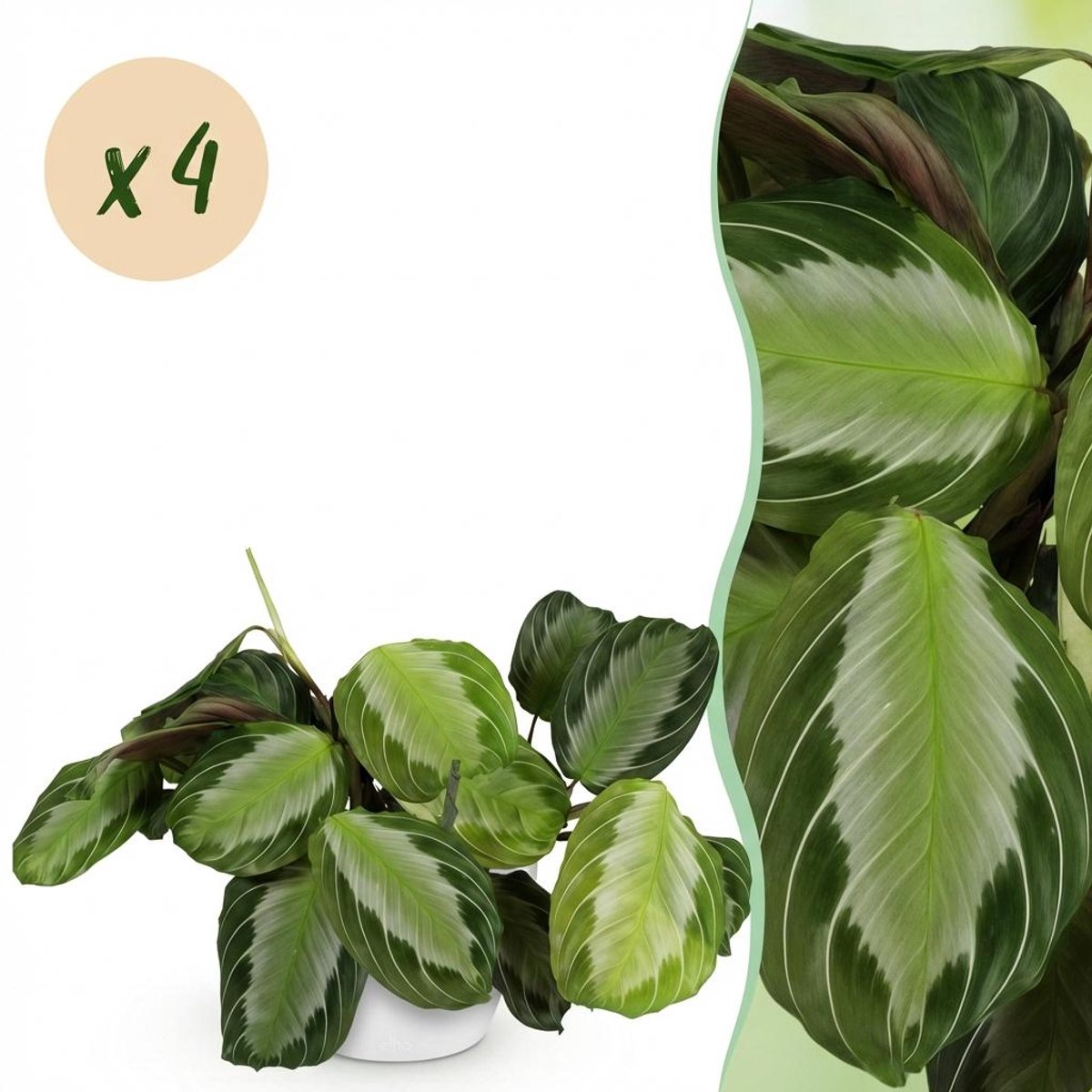 Kamerplant - Maranta Fascinator Silverband - Gebedsplant - Huisdiervriendelijke Plant - Groen - 4 Planten - met Potter Wit - Pot 12cm - Hoogte 25cm