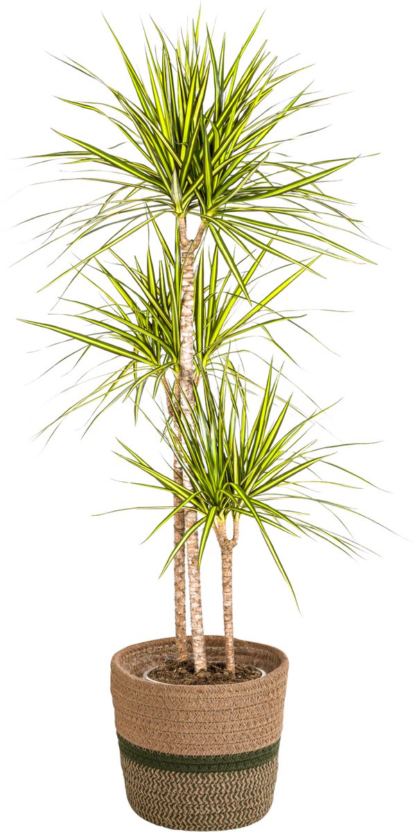 Dracaena Marginata Sunray met mand Ø24cm - 130 - 150cm