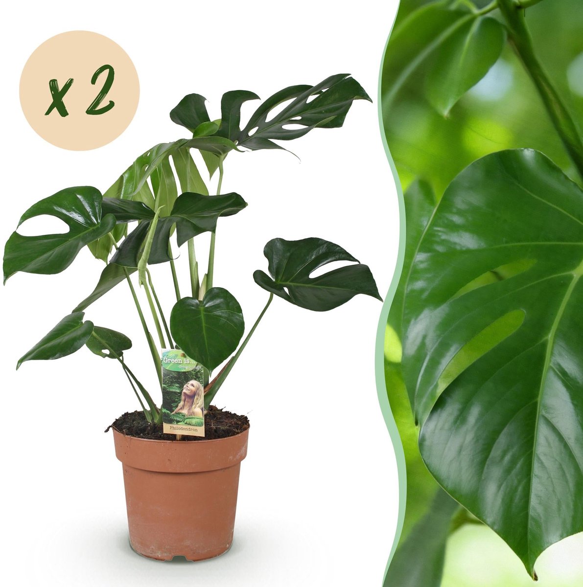Green is... Kamerplanten - Monstera Deliciosa - Gatenplant - Weinig onderhoud - Groen - 2 Planten - Pot 17cm - Hoogte 50-55cm