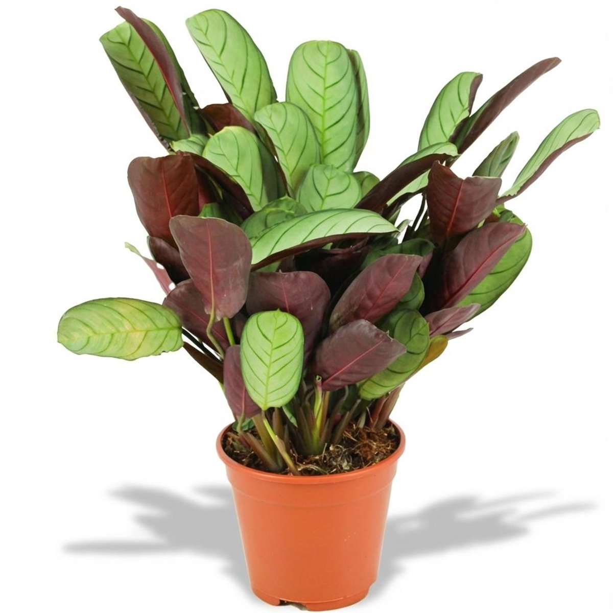 Ctenanthe Amagris - Ø 14 cm - Hoogte: 35 - 40 cm