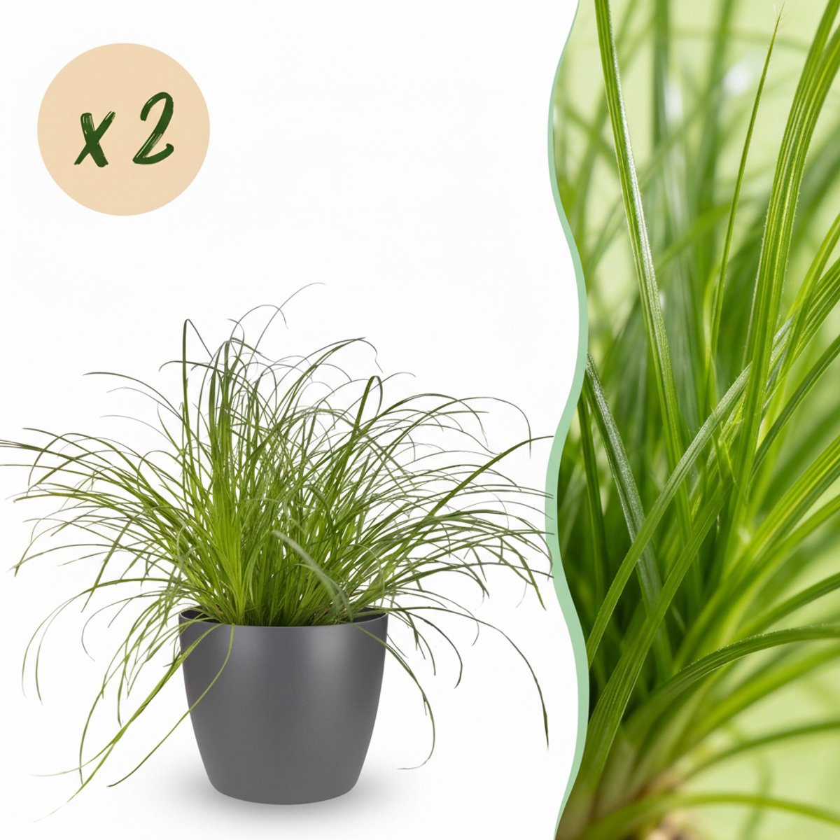 Kamerplant - Cyperus alternifolius Zumula - Kattengras - Huisdiervriendelijke Plant - Groen - 2 Planten - met Potter Grijs - Pot 12cm - Hoogte 20cm