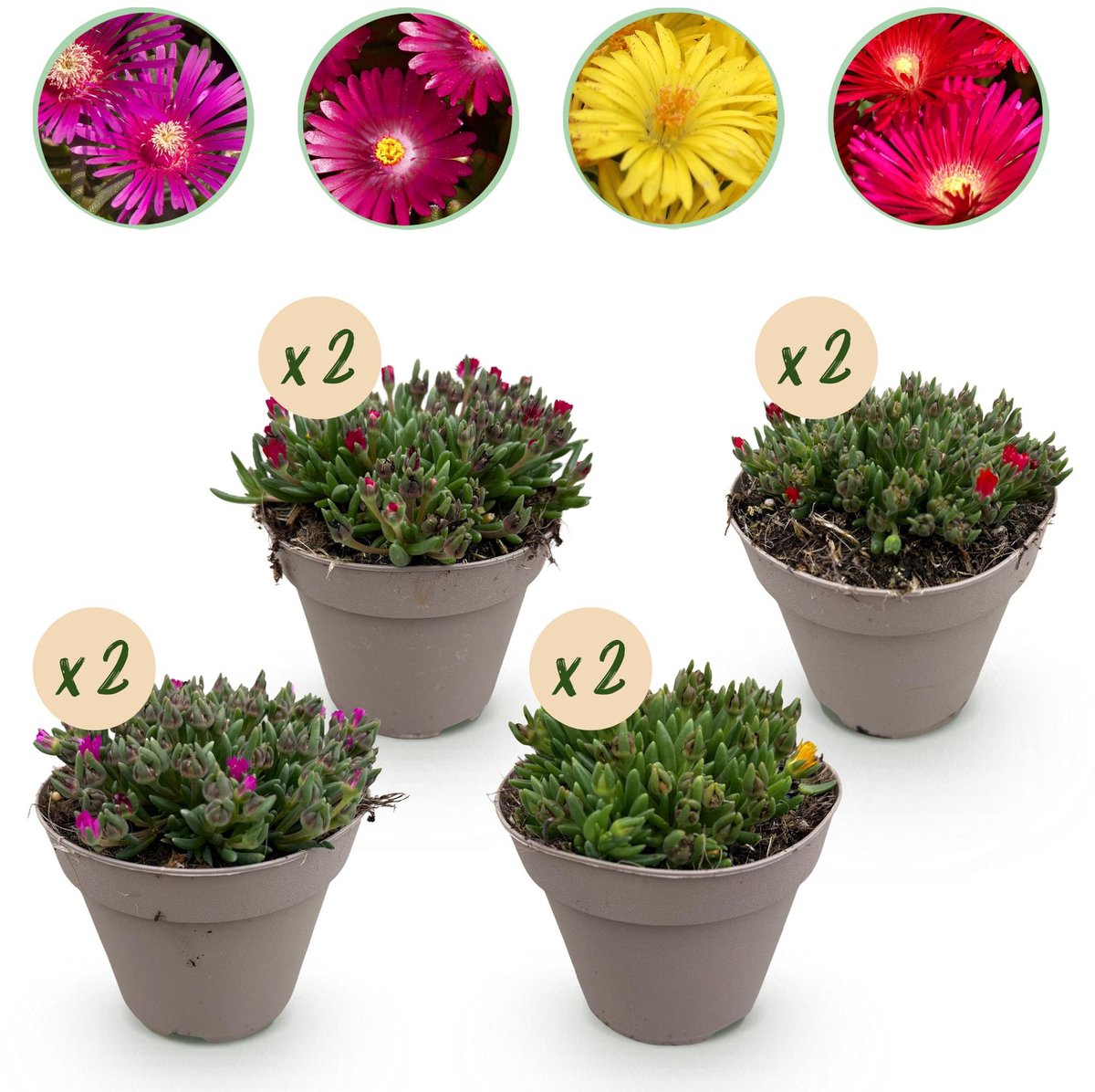 Bodembekker - Winterhard - Delosperma - 8 Planten - Kleuren Rood - Geel - Paars - Roze - Weinig Onderhoud - Pot 14 Hoogte 17