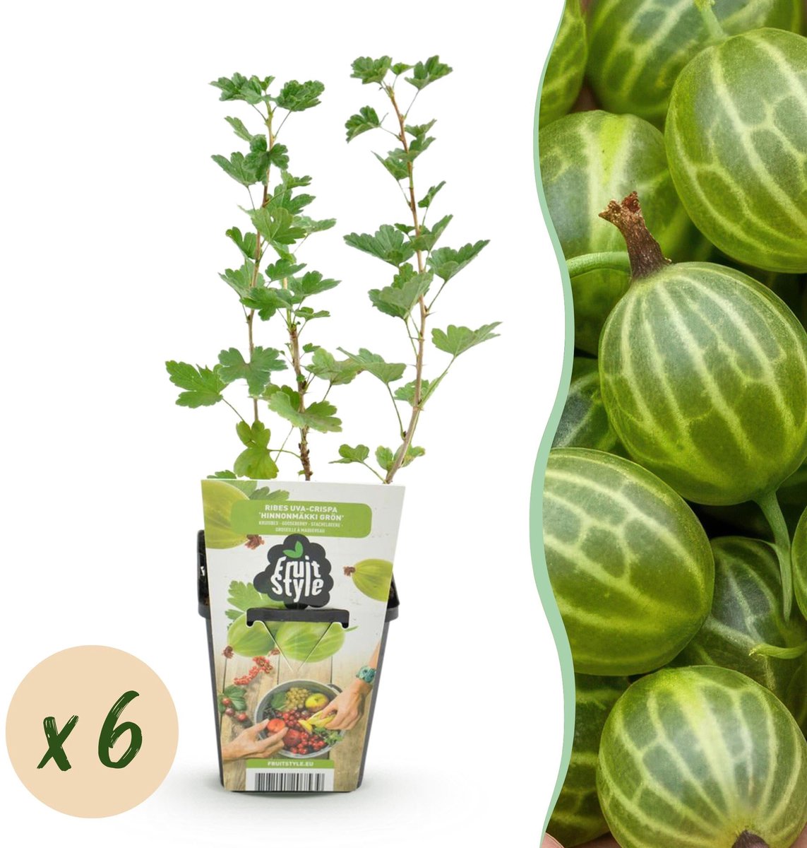 Fruitplanten - Kruisbes - Ribes uva-crispa Hinnonmaki Grun - Winterhard - 6 Planten - Pot 9 cm - Groene Bes