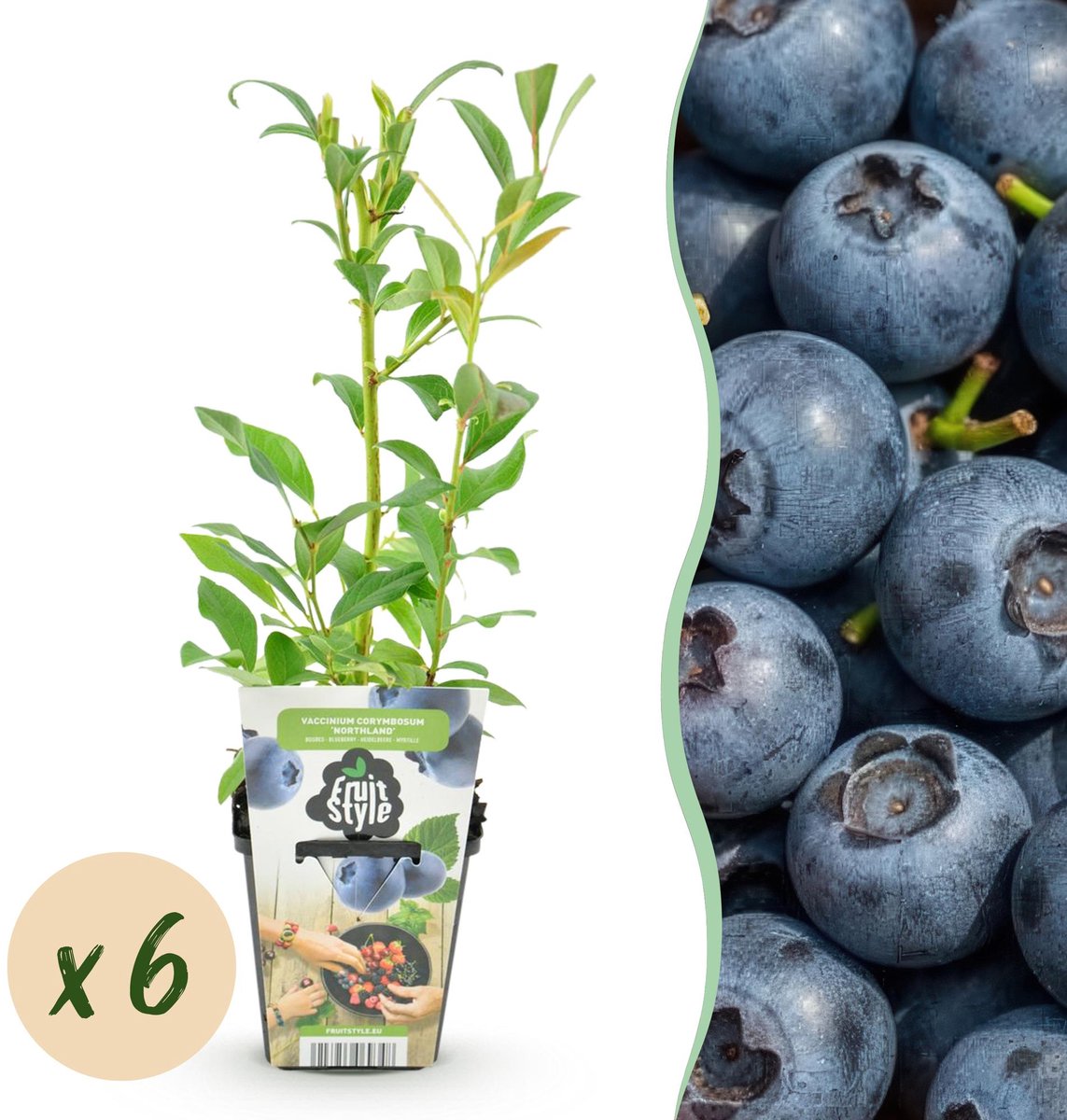 Fruitplanten - Blauwe Bes - Vaccinium corymbossum Northland - Winterhard - 6 Planten - Pot 9 cm - Blauwe Bes