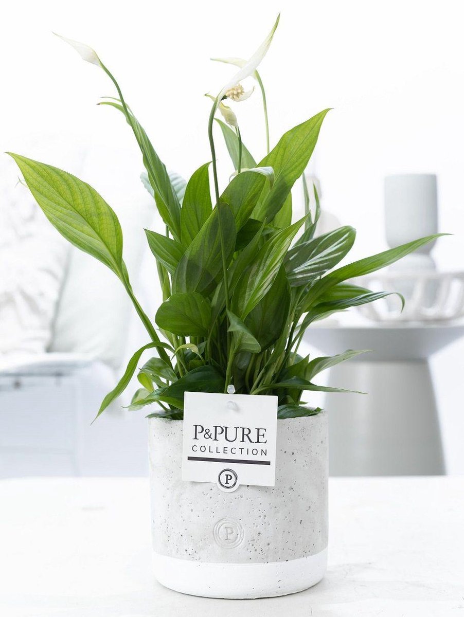 Spathiphyllum In P&PURE Jade Ceramics - Ø12cm - 35cm
