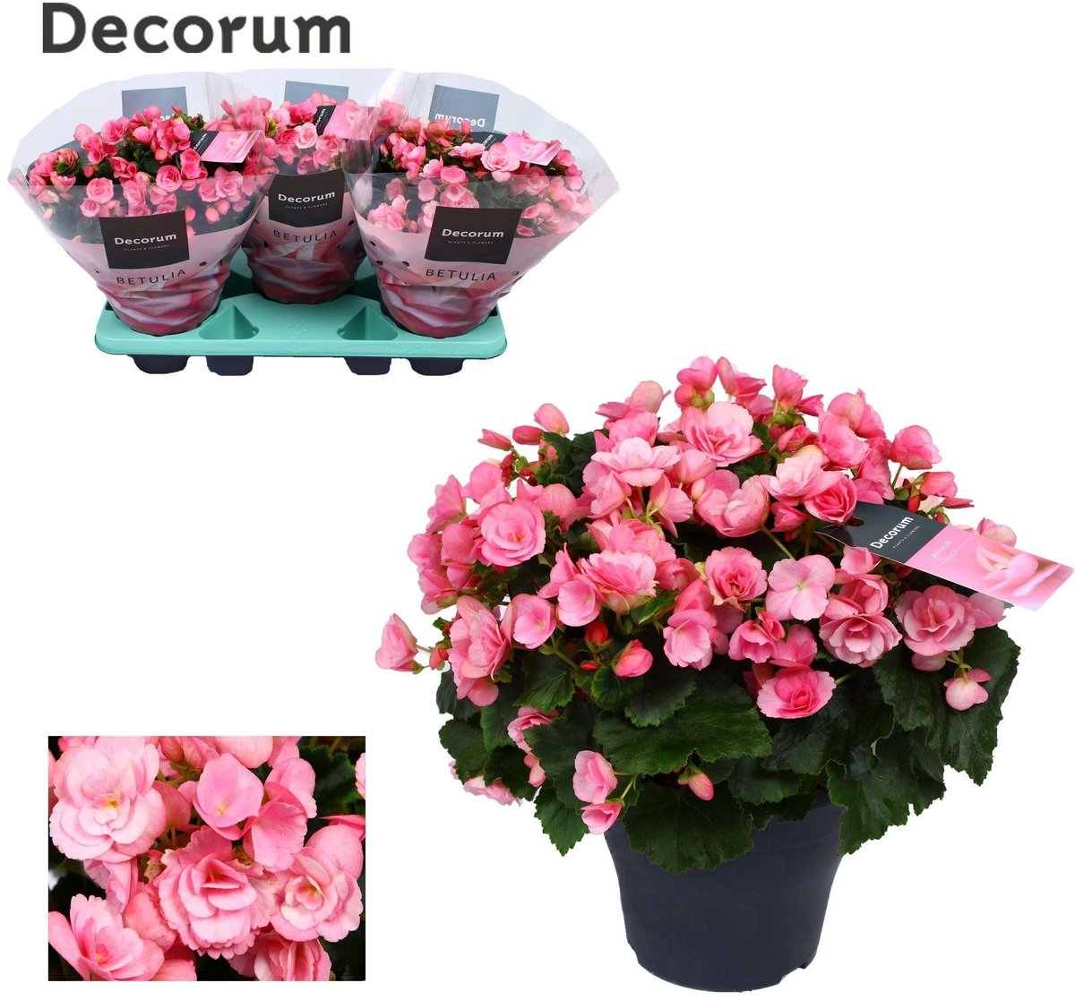 Begonia Betulia ''candy'' Roze Decorum - Ø19cm - 35cm
