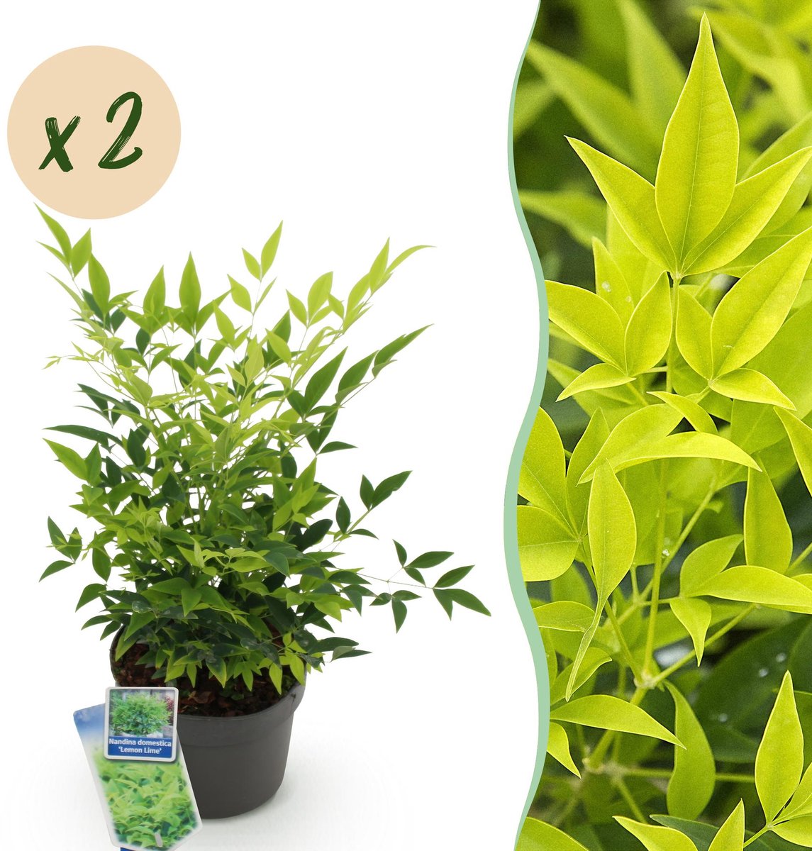 Tuinplant - Nandina Lemon & Lime - Geel - 2 Planten - Groenblijvend - Weinig Onderhoud - Pot 17cm Hoogte 45cm