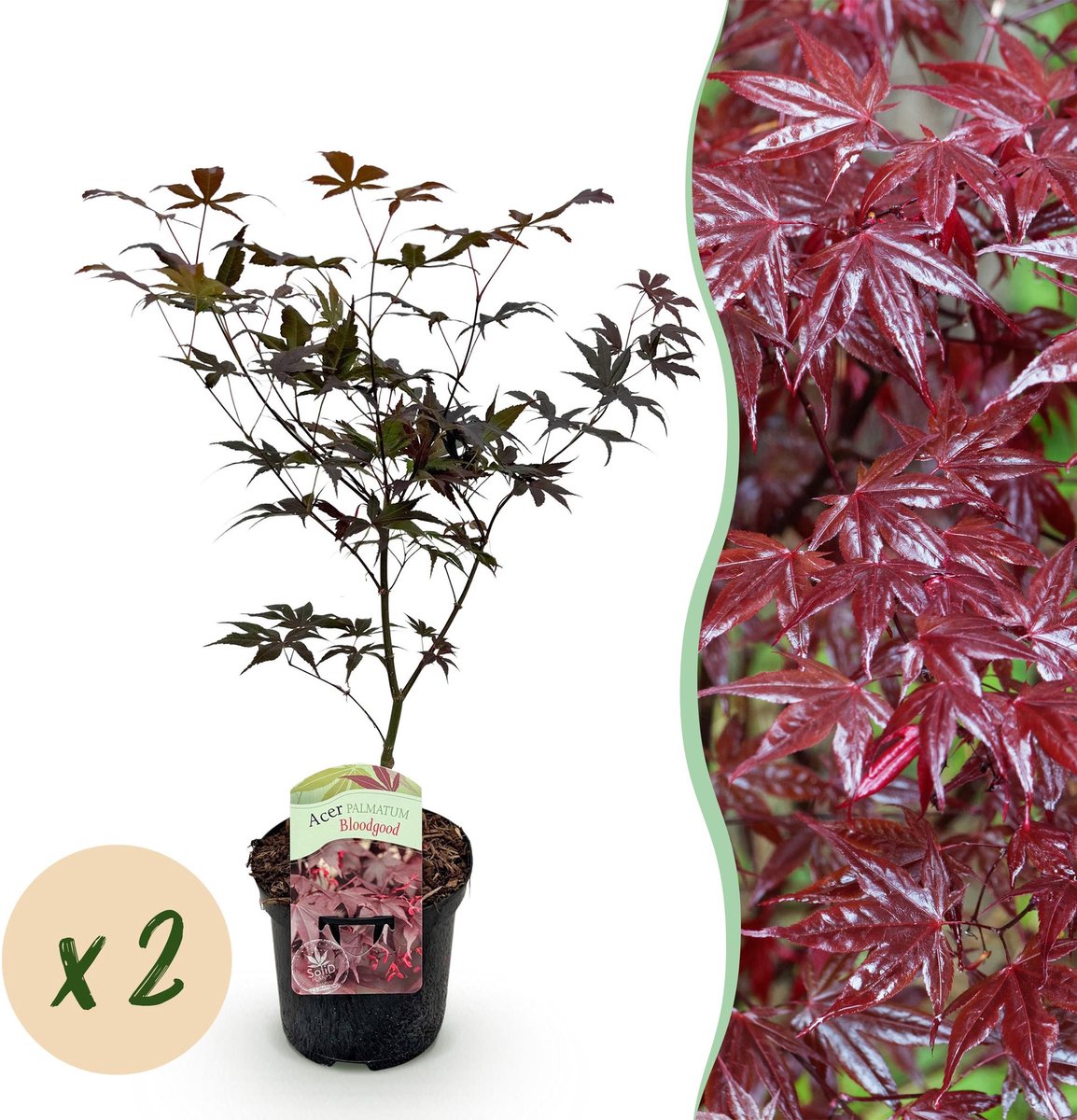 Terrasplant - Japanse Esdoorn - Acer palmatum Bloodgood - Rood - 2 Planten - Bladverliezend - Pot 19cm Hoogte 70cm