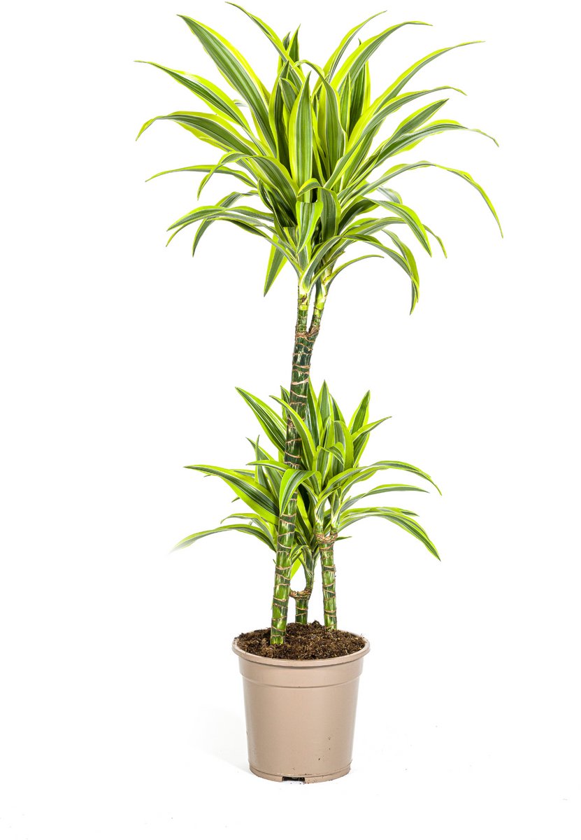 Dracaena Deremensis Lemon Lime Ø21cm - 90 - 110cm