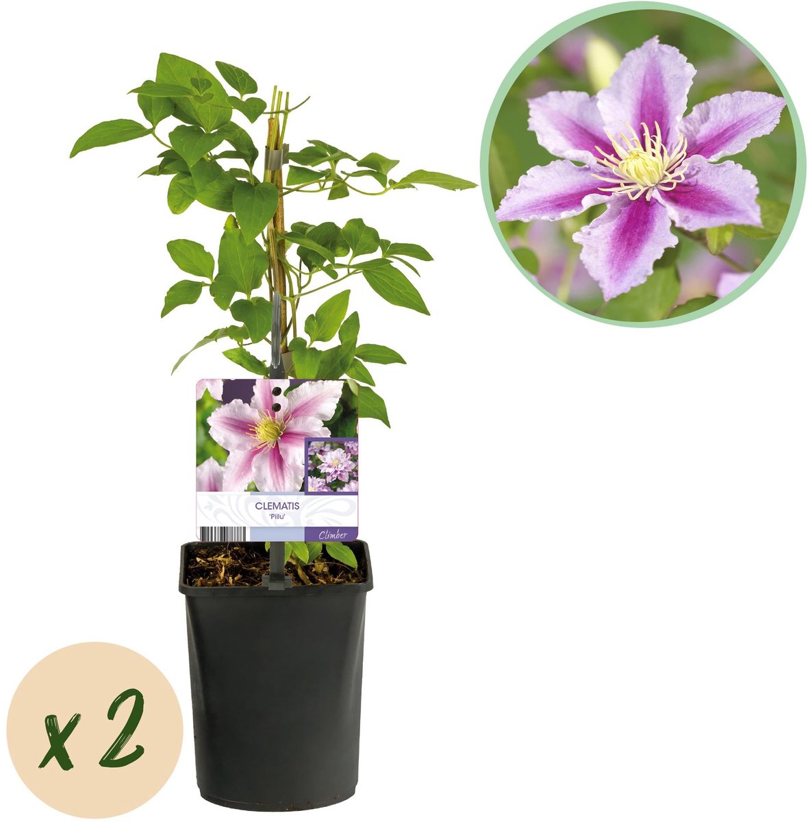 Klimplant - Clematis Piilu - Bloem Roze - Weinig onderhoud -2 planten - Pot 11cm Hoogte 40cm