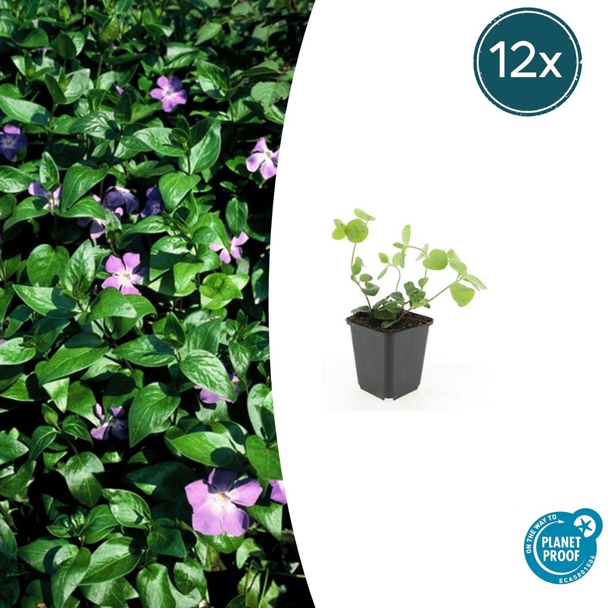 12x Vinca major - 10-25cm - Ø9cm