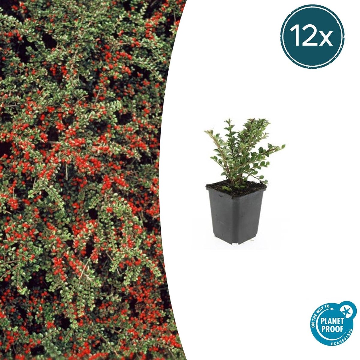 12x Cotoneaster horizontalis - 10-25cm - Ø9cm