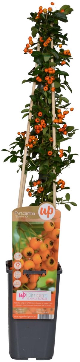 Pyracantha 'Soleil dOr' - Ø15cm - 65cm