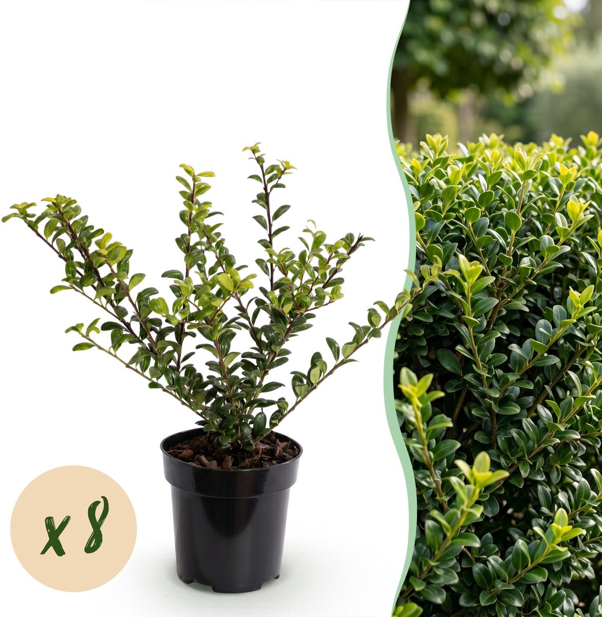 8x Ilex crenata Golden Gem - Japanse Hulst - Haagplanten - Groenblijvend - Geel - Pot 9cm - Hoogte 20-30cm
