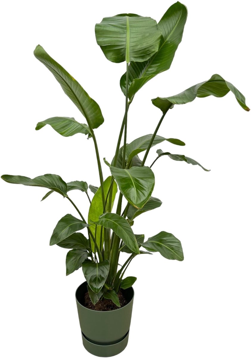 Strelitzia Nicolai inclusief elho Greenville Round groen - 160cm - Ø30