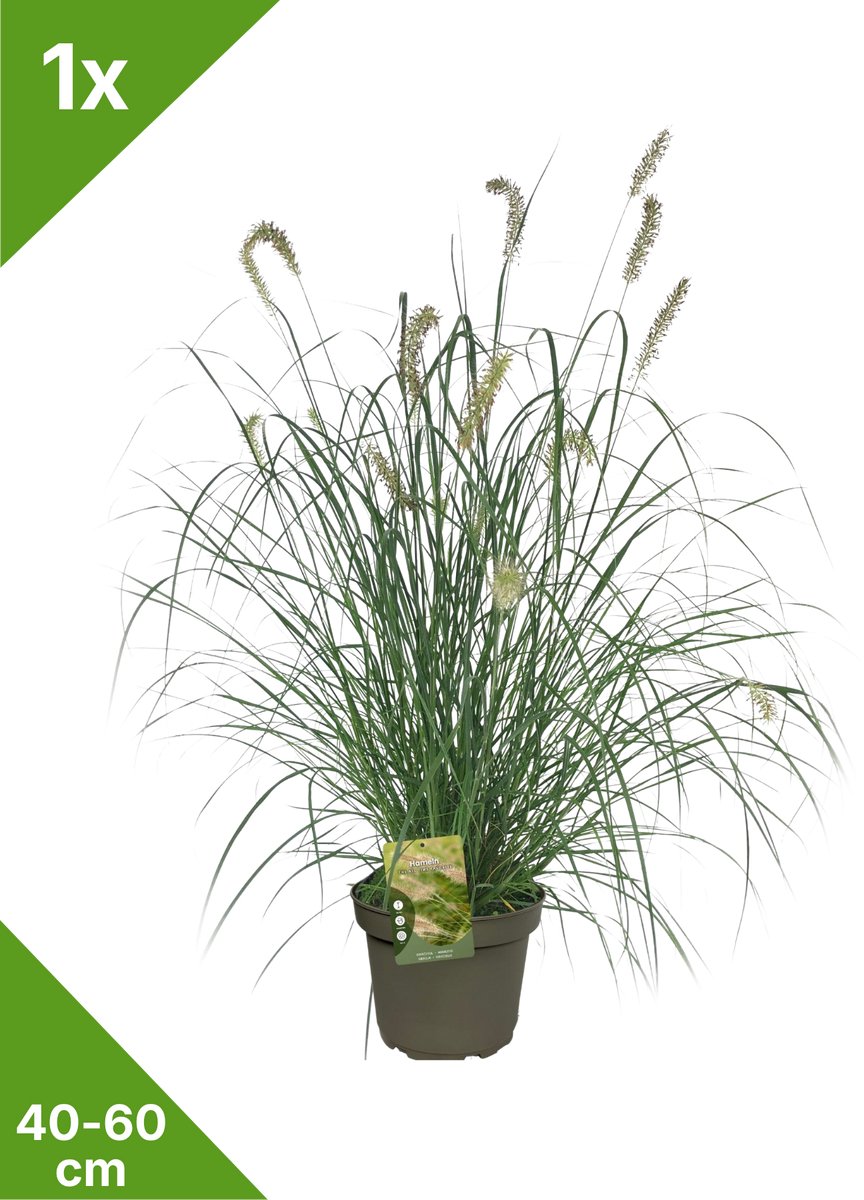 GARDENZO - 1x Lampepoetsergras - Pennisetum alop. 'Hameln' XXL - in 23 cm. pot