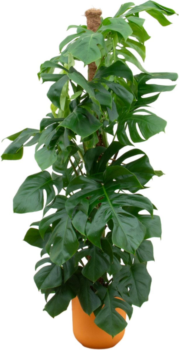 Combi deal - Monstera Pertusum XL inclusief elho Jazz Round geel Ø26 - 150 cm