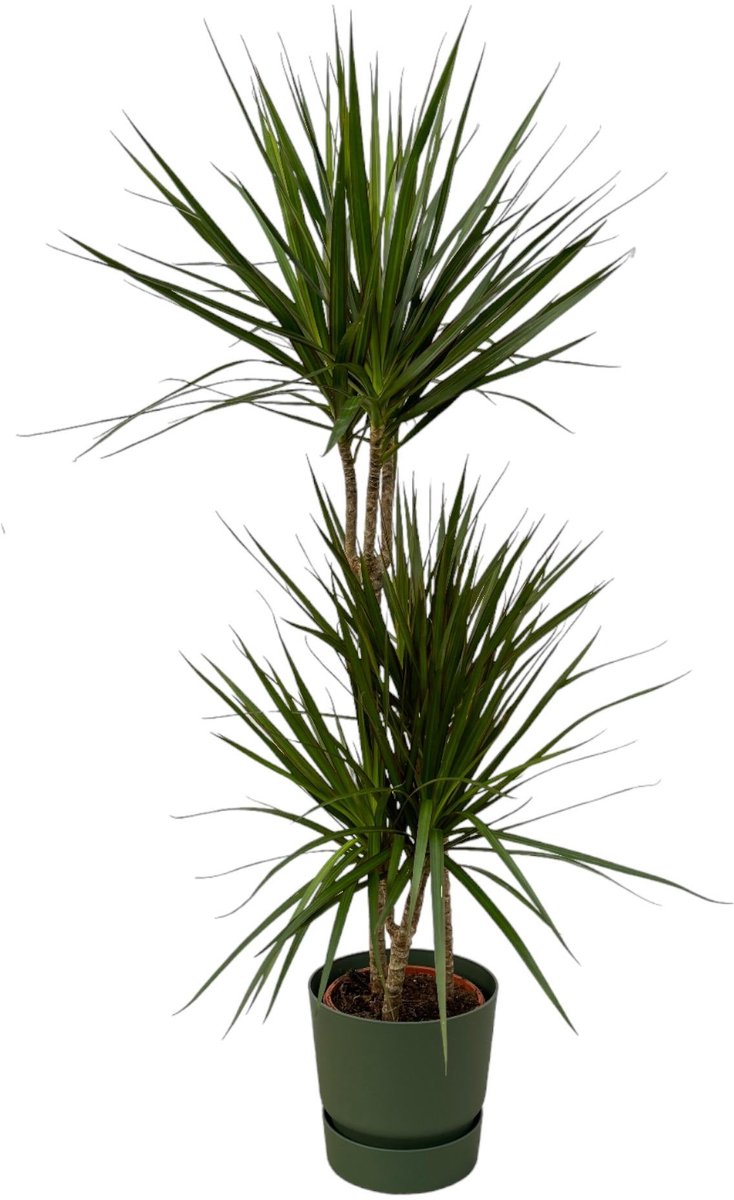 Dracaena Marginata - ↨120cm - Ø21cm inclusief elho Greenville Round groen D24xH23