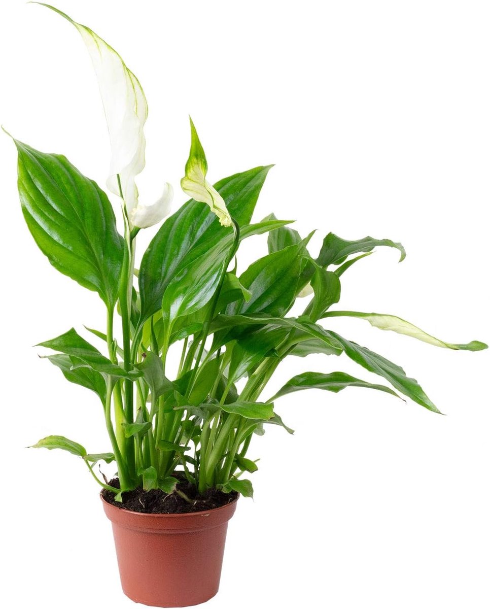 Spathiphyllum plant 15 cm - witte lepelplant - makkelijk in onderhoud - luchtzuiverend voor woonkamer - ShopVlot