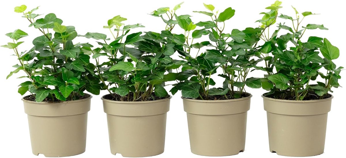 Set van 4 Gemeine Efeu - hoogte 15 cm - potdiameter 9 cm - onderhoudsarme kamerplant - ShopVlot