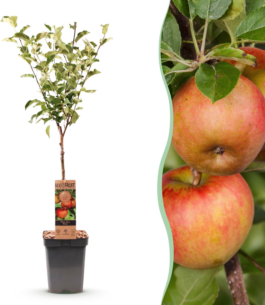 Productfoto van een jonge Elstar-appelboom in pot van Green Boutiq