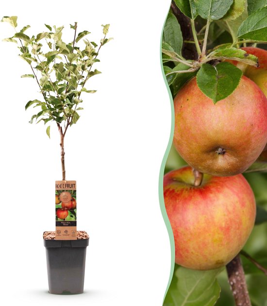 Een appelboom met groene bladeren en een label met rode appels, naast een close-up van rode appels aan een tak.