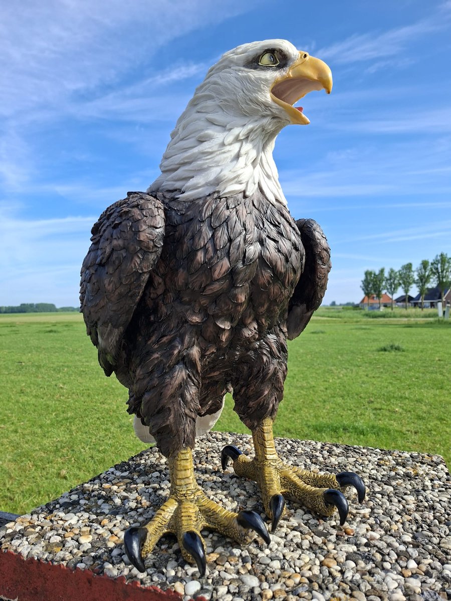 Amerikaanse Zeearend Beeld XL - 54 cm Hoog - American Eagle - Polystone Tuinbeeld Adelaar - Realistische Roofvogel Decoratie - Handgeschilderd - Weerbestendig