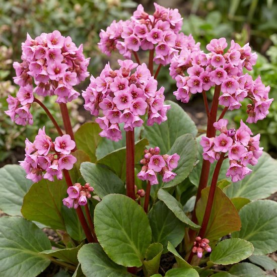 Een volle bos met roze bergenia cordifolia bloemen, met grote groene bladeren op de achtergrond.