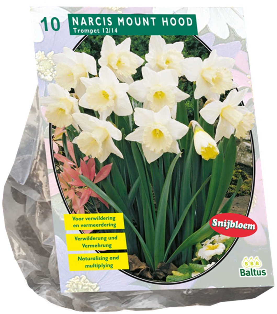 Bollen Narcis Mount Hood 10 stuks Baltus