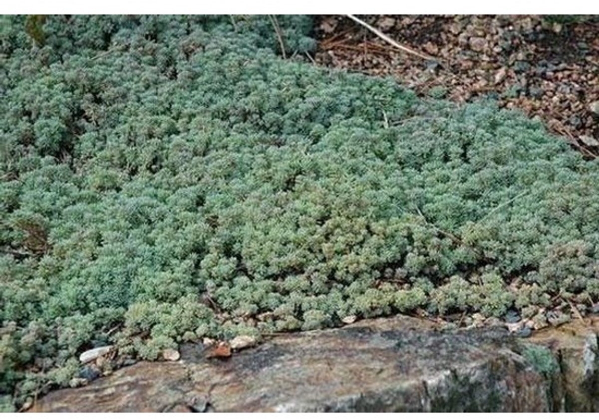 Sedum Hispanicum Spagnolo - Bodembedekker Succulente - Tuinieren en Groen - Makkelijk te kweken - 30 zaden - Groen