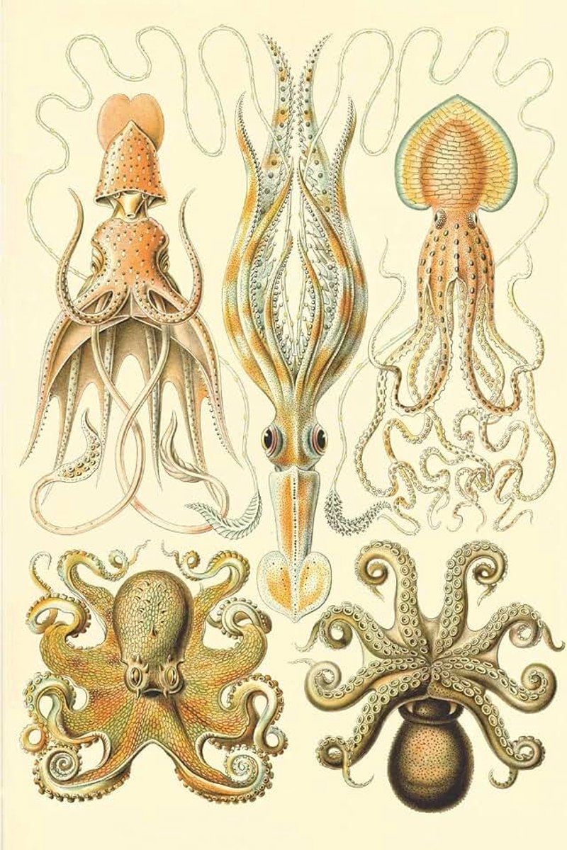 Scientific biological art notebook: Vintage Science Illustrations N°54 from "Kunstformen der Nature" / "Art forms in nature" ; composition journal with 120 pages of blank graph paper