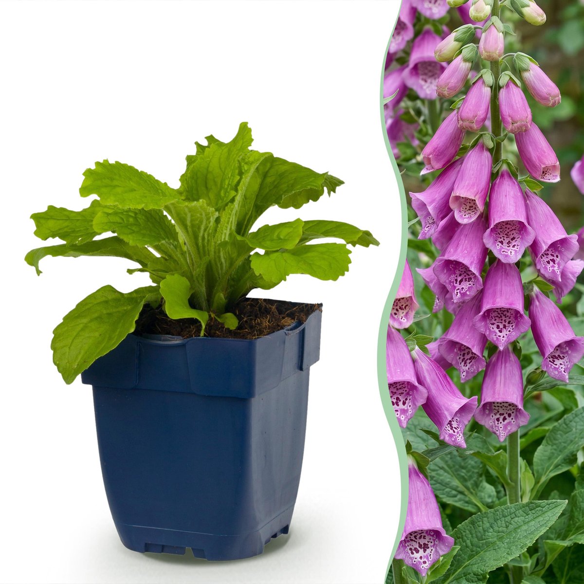 Plantenboetiek.nl | Digitalis purp. Dalmatian Purple - Vingerhoedskruid - Schaduw - Paars - 24 Planten - Ø11cm - 15-25cm hoog - Tuinplant