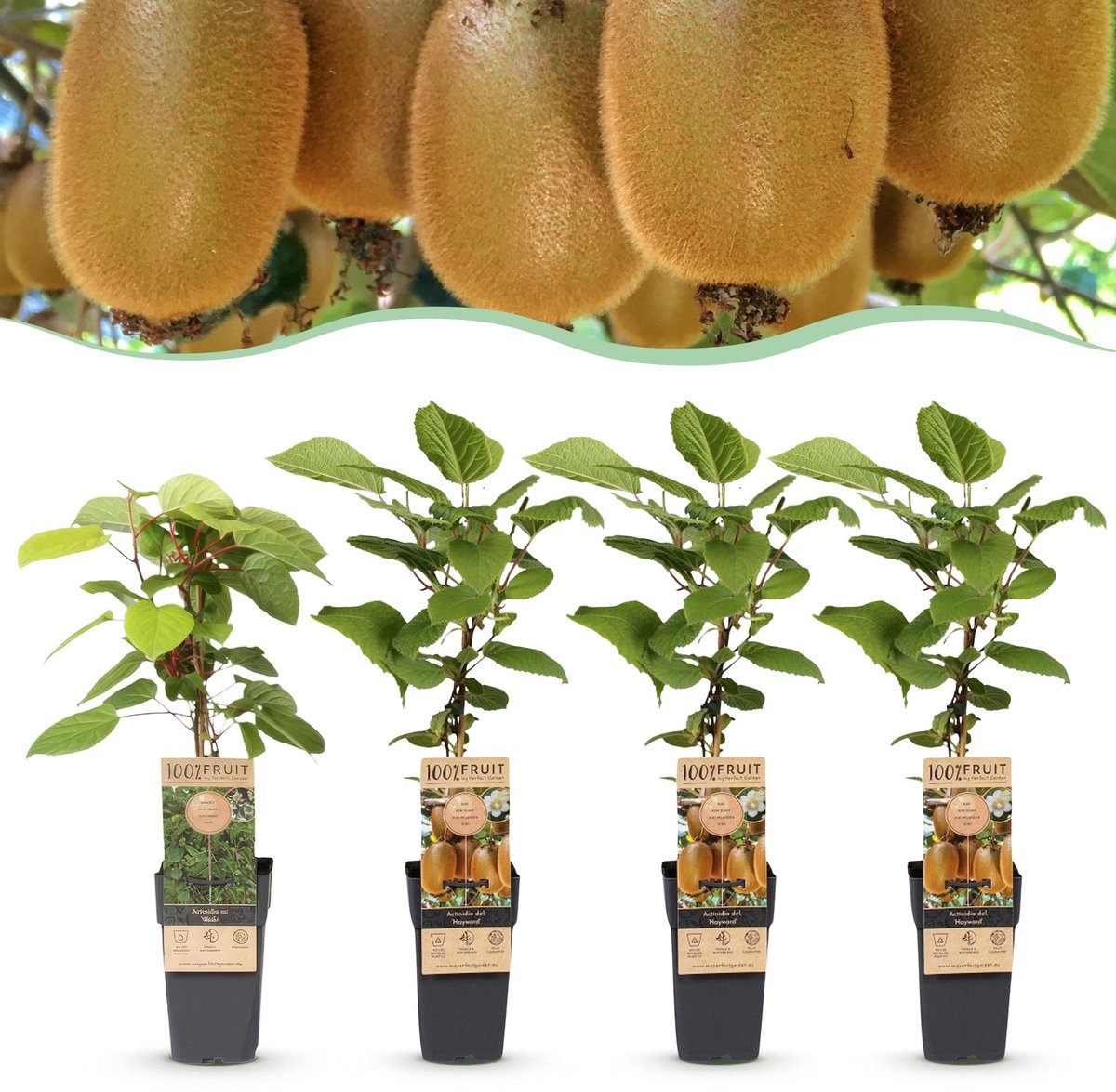 Plantenboetiek.nl | Actinidia Weiki & Hayward - Kiwiplant - 1 Mannelijke - 3 Vrouwelijke - Planten - Groen - Ø15cm - 40-50cm hoog - Tuinplant
