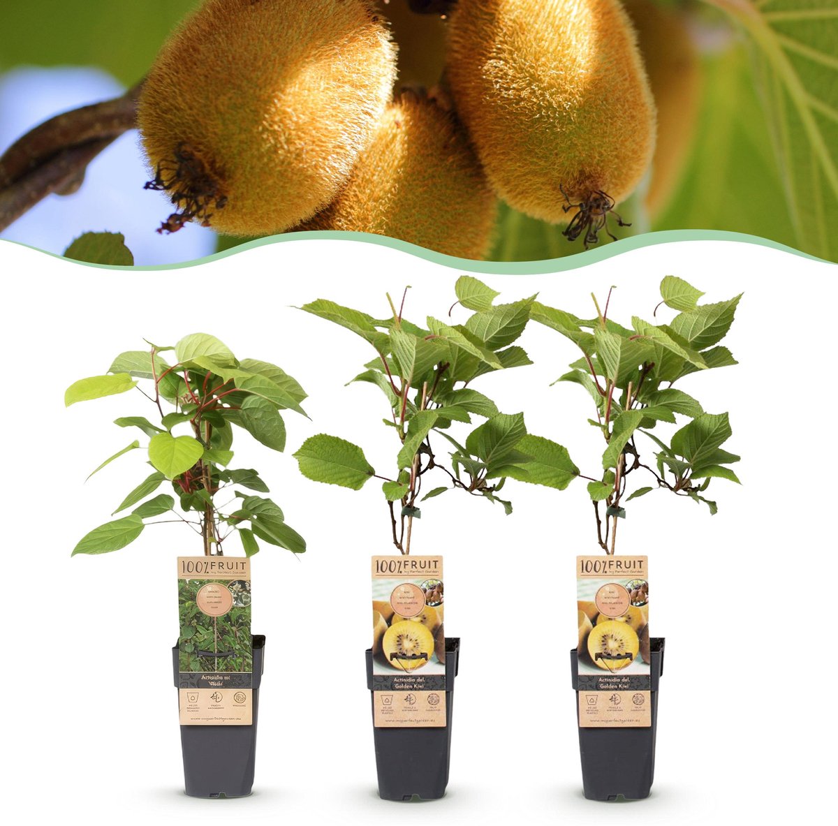 Plantenboetiek.nl | Actinidia Weiki & Golden Kiwi - Kiwiplant - 1 Mannelijke - 2 Vrouwelijke - Planten - Geel - Ø15cm - 40-50cm hoog - Tuinplant - Groente & Fruit